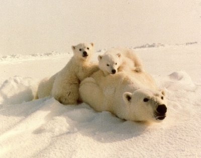 polar_beer_and_cub1